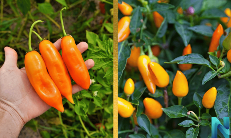 El ají amarillo: El Oro Picante de la Cocina Peruana