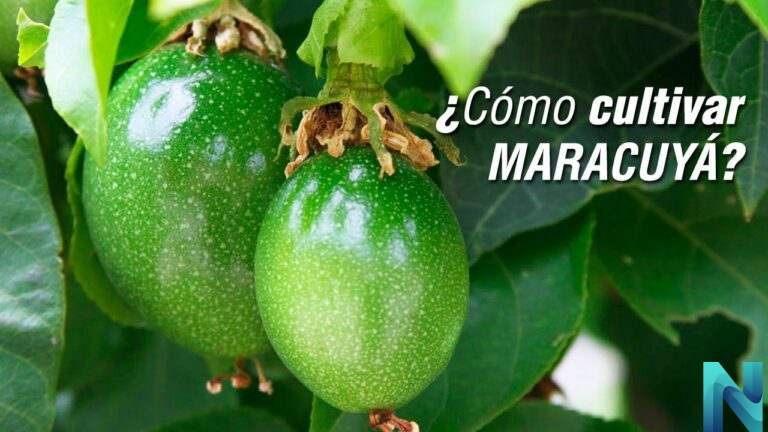 Maracuyá: El Fruto Exótico que Conquista Paladares y Ofrece Beneficios Inesperados