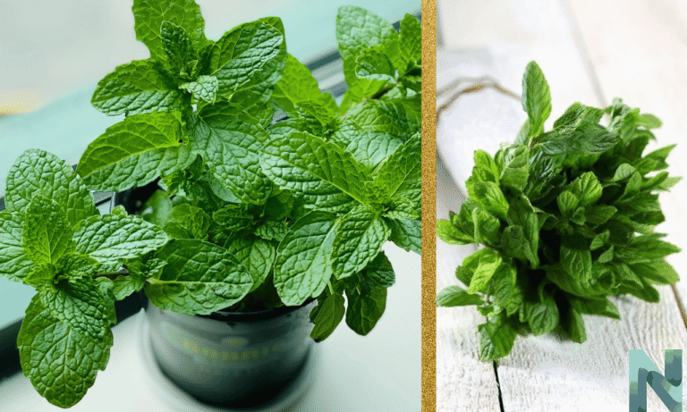 La Menta: Propiedades, Usos y Beneficios de Esta Planta Milenaria